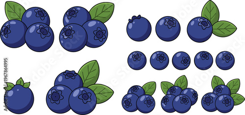 Blueberry vector set with clusters, small berries and single fruit. Fresh organic berries with leaves in realistic style. Ideal for packaging, food branding and healthy designs.