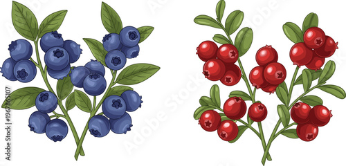 Blueberry and red berry branches vector illustration with leaves. Fresh forest fruits in realistic style. Perfect for botanical design, packaging and healthy food branding.