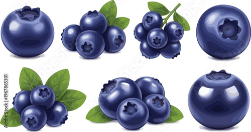 Blueberry realistic vector set with single berries and clusters. Fresh juicy fruit with leaves in glossy style. Perfect for packaging, food branding and healthy product design.