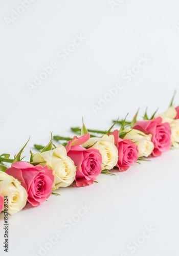 A beautiful horizontal banner featuring a row of fresh rose buds in delicate pink and white shades arranged neatly on a plain white surface, pastel, flower, clean