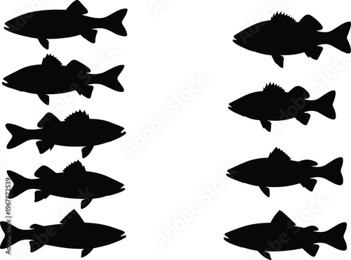Freshwater fish silhouette chart. Labeled vector collection with multiple species including bass, trout, carp, and catfish. Aquatic animals isolated for education, infographic, and design use.