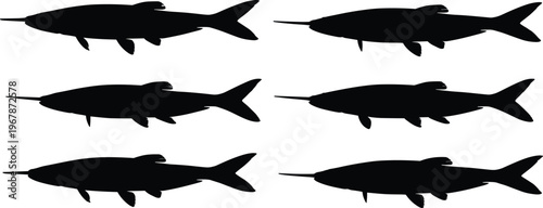 Siamese algae eater silhouette set. Tropical aquarium fish vector collection with slim body shapes and multiple poses. Freshwater fish silhouettes isolated for education, pet, and design use.