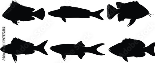 Siamese algae eater silhouette set. Tropical aquarium fish vector collection with multiple poses and detailed fins. Freshwater algae eater silhouettes isolated for pet, nature, and design use.