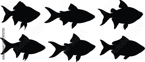 Rainbowfish silhouette vector set. Tropical aquarium fish collection with simple shapes and multiple poses. Freshwater fish silhouettes isolated for icon, pet, and graphic design use.