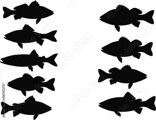 Freshwater fish silhouette set. Labeled vector collection with multiple species including bass, trout, carp, and catfish. Isolated aquatic animals for education, infographic, and design use.