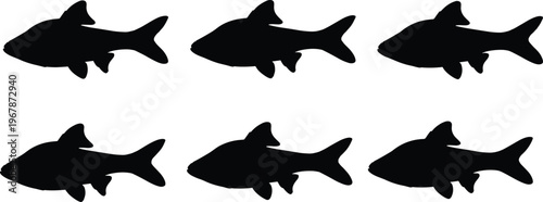 Harlequin Rasbora silhouette set. Tropical aquarium fish vector collection with detailed fins and textures. Freshwater fish silhouettes isolated for nature, pet, and design use.