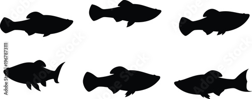 Platy fish silhouette set. Tropical aquarium vector collection with simple shapes and multiple poses. Freshwater fish silhouettes isolated for pet, nature, and graphic design use.