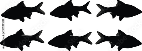 Cherry Barb fish silhouette set. Tropical aquarium vector collection with detailed fins and multiple poses. Freshwater fish shapes isolated for nature, pet, and design use.