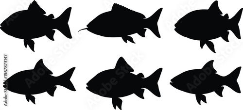 Cherry Barb fish silhouette set. Tropical aquarium vector collection with multiple poses and side views. Freshwater fish shapes isolated for nature, pet, and graphic design use.