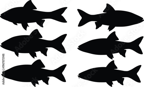 Harlequin Rasbora silhouette set. Aquarium fish vector collection with multiple poses and side views. Tropical freshwater fish shapes isolated for nature, wildlife, and design use.