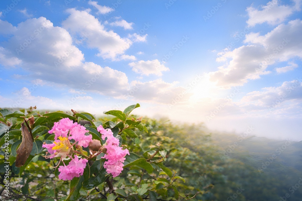 Obraz premium Pink crepe myrtle flowers with blue sky and soft clouds over natural landscape background