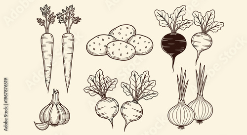 Hand drawn illustration of various root vegetables and garlic.