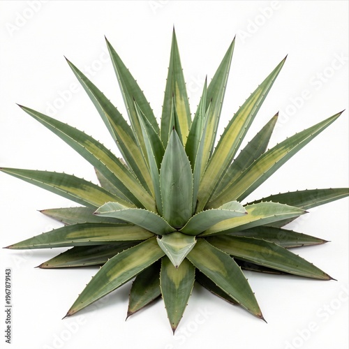 Green Agave Plant with Spiky Leaves Isolated on White Background