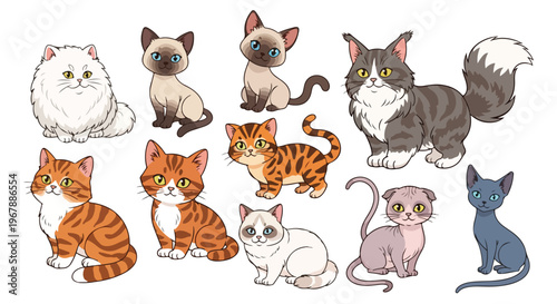 cartoon cat breeds bundle, 9 cats in one frame, Persian Siamese Maine Coon British Shorthair Bengal Scottish Fold Ragdoll Sphynx Russian Blue, cute vector illustration, flat design