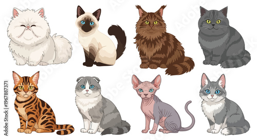 cartoon cat breeds set, 9 cats in one frame, Persian Siamese Maine Coon British Shorthair Bengal Scottish Fold Ragdoll Sphynx Russian Blue, cute animal illustration, flat modern vector