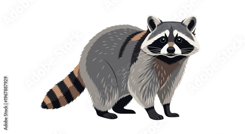 Cute Raccoon Illustration - Procyon Lotor Wildlife Animal