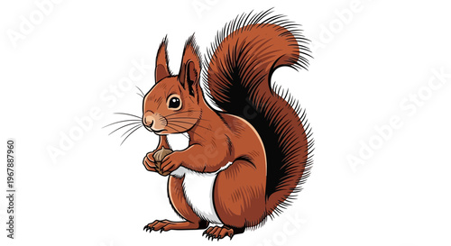 Cute Red Squirrel Holding an Acorn, Isolated on White Background, Illustration