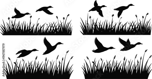 Black silhouette of ducks flying over tall grass and reeds in a wetland marsh setting isolated on a white background for nature and hunting design.