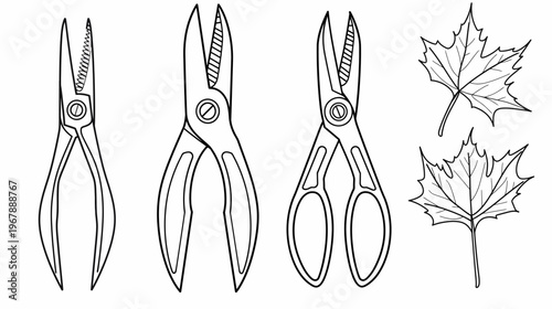 Black and white outline of three gardening shears and two maple leaves