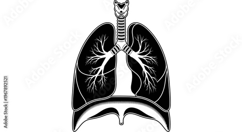 Human Lung Anatomy Medical Illustration.