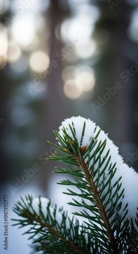 White snow rests on dark green fir needles during a quiet winter day. The soft bokeh background creates a dreamy and serene forest scene, crisp, branch, tree