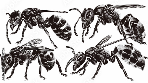 Detailed black and white vector art depicts four stylized wasps in various poses