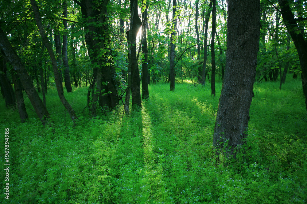 Fototapeta premium Beautiful green, lush vegetation in the forest in spring, in a remote rural location