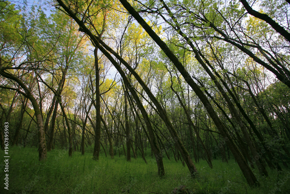 Fototapeta premium Beautiful green, lush vegetation in the forest in spring, in a remote rural location