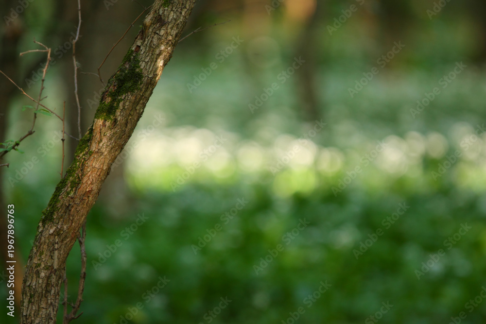 Fototapeta premium Beautiful green, lush vegetation in the forest in spring, in a remote rural location