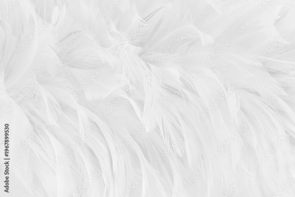 Obraz premium Beautiful white grey bird feathers pattern texture background.
