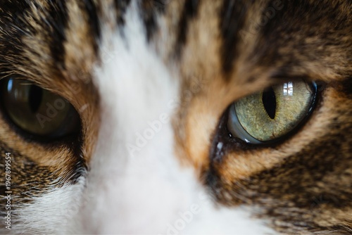 Extreme close-up of a tabby cat’s face with green eyes, off-center composition and shallow depth of field, emphasizing fur patterns, sharp gaze, and soft blur for a dramatic macro effect.