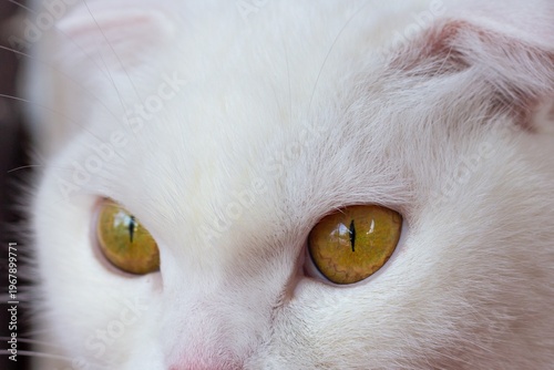 Extreme close-up of a white cat with vivid amber eyes, off-center composition and shallow depth of field, emphasizing soft fur texture and sharp gaze in gentle natural light.
