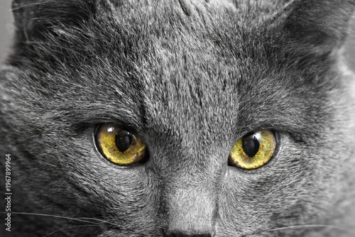 Extreme close-up of a gray cat with striking yellow eyes, centered symmetrically, with selective color emphasizing the eyes against monochrome fur for a dramatic, high-contrast effect.