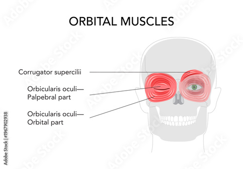Face orbital region muscle chart, corrugator supercilii, orbicularis oculi palpebral orbital sections, anatomical diagram, medical reference, eye muscles, educational schematic illustration