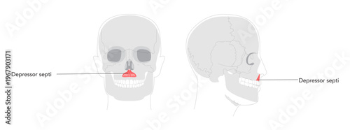 Depressor septi - Nasal muscle lowering nasal septum and opening nostrils, shown in precise labeled diagram important for understanding nasal physiology and clinical reference.