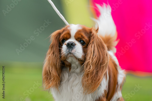 Close-up portrait of a Cavalier King Charles Spaniel in ruby color. The image captures the dog’s head with silky, glossy coat, expressive dark eyes, and a characteristic gentle and friendly expression