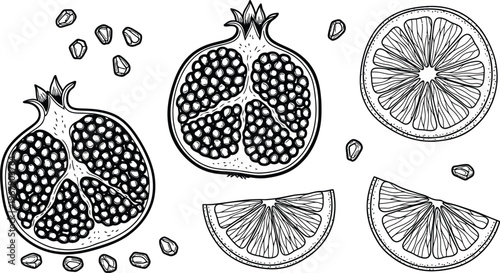 Pomegranate seeds and orange slices hand drawn vector set