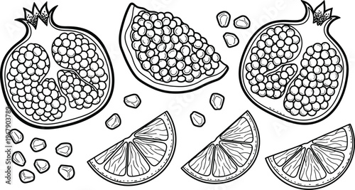 Pomegranate seeds and orange slices hand drawn vector set