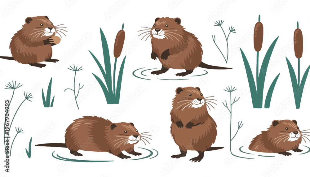 Fototapeta premium A beaver vector illustration with cattails and water plants in a natural setting
