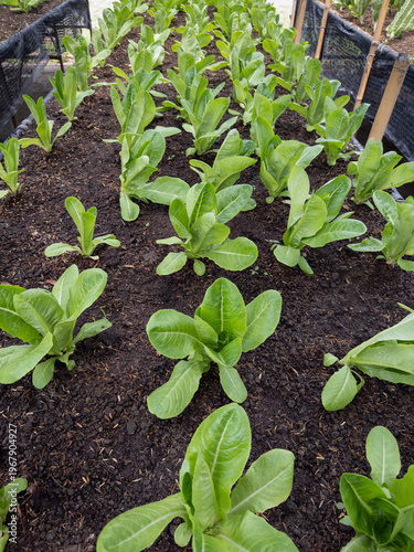young romaine lettuce plants growing in neat rows on a raised bed, highlighting sustainable agriculture, organic gardening, and farm-to-table food production, clean composition with natural textures