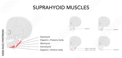 Suprahyoid muscles anatomy diagram, labeled stylohyoid, digastric anterior belly, digastric posterior belly, mylohyoid, geniohyoid, mandible hyoid bone, swallowing, medical reference, head side view