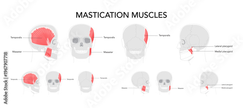 Set of Chewing muscles labeled diagram, masseter, temporalis, medial and lateral pterygoid, jaw movement, mandibular function, human head anatomy, facial expression, dentistry, clinical, scientific.