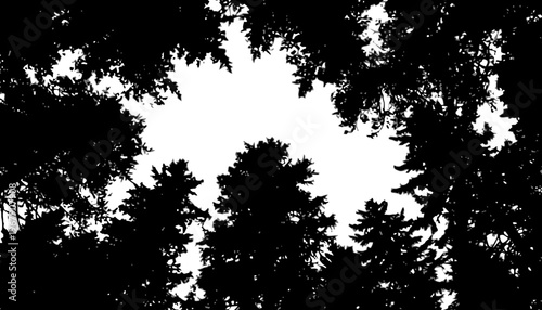 Tree silhouette against a bright sky with branches and leaves