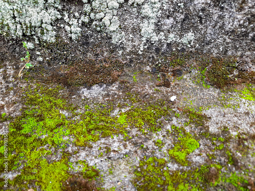 Green Moss on Concrete Wall Texture Grunge Natural Background
