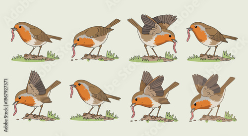 Robin bird eating worm sequence, vector illustration showing a robin in multiple poses catching and eating a worm in natural surroundings, perfect for wildlife, nature, and educational design projects