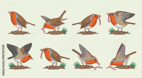 Bird feeding vector set, sequence of a robin picking up a worm from the ground in a nature scene, suitable for environmental illustrations, animal behavior graphics, and educational content.