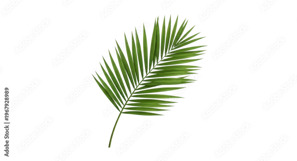Fototapeta premium Green palm leaf with white outline isolated on transparent background, tropical nature