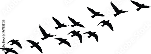 Silhouette of flock of migratory birds flying in V-formation against white background, symbolizing teamwork, travel, and natural flight efficiency