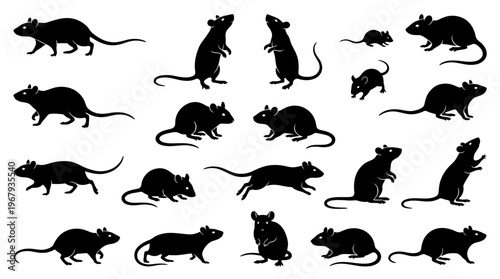 "Rat Silhouettes Vector Illustration, Black Animal Shapes, Rodent Poses, Long Tail, Pointed Nose, Biological Study Reference, Artistic Design, Wildlife Movement, Crouching, Sitting, Walking"