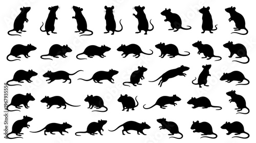 "Rat Silhouettes Vector Illustration, Black Animal Shapes, Rodent Poses, Long Tail, Pointed Nose, Biological Study Reference, Artistic Design, Wildlife Movement, Crouching, Sitting, Walking"